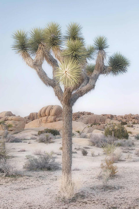 a joshua tree in the middle of a desert