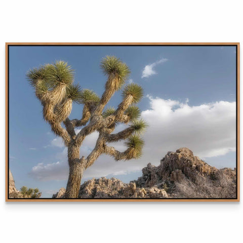 Joshua Tree National Park III