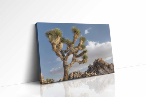 Joshua Tree National Park III