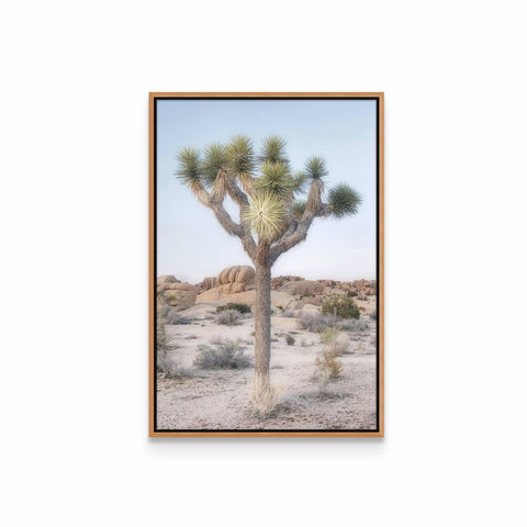 a framed photograph of a joshua tree in the desert