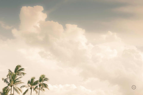 a group of palm trees under a cloudy sky