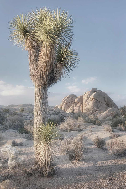a large cactus tree in the middle of a desert