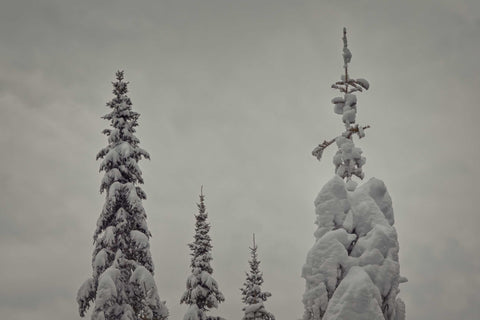 a couple of trees that are covered in snow