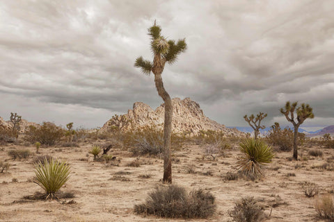 a lone tree in the middle of a desert